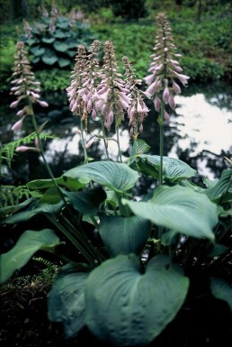 Hosta Hosta 'Blue Angel' 5-10 potte P9