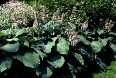 Hosta Hosta 'Blue Angel' 5-10 potte P9