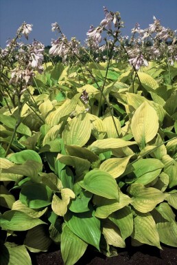 Hosta 'Sum and Substance'