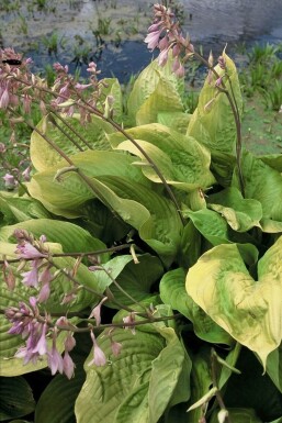 Hosta Hosta 'Sum and Substance' 5-10 potte P9