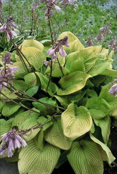 Hosta 'Sum and Substance'