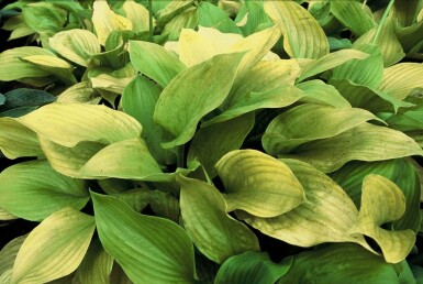 Hosta Hosta 'Sum and Substance' 5-10 potte P9