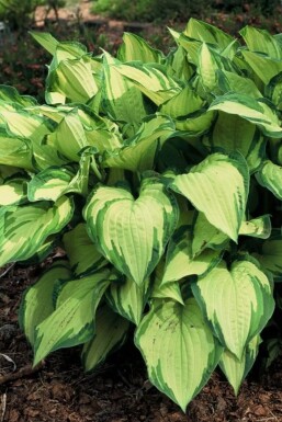 Hosta fortunei 'Albopicta'