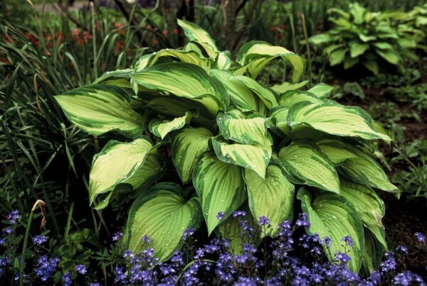 Hosta fortunei 'Albopicta'