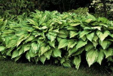 Funkia Hosta fortunei 'Albopicta' 5-10 Pot 9x9 cm (P9)