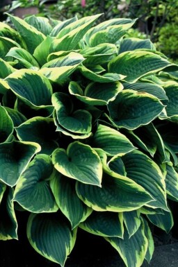 Funkia Hosta fortunei 'Aureomarginata' 5-10 Pot 9x9 cm (P9)