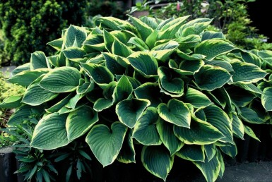 Funkia Hosta fortunei 'Aureomarginata' 5-10 Pot 9x9 cm (P9)