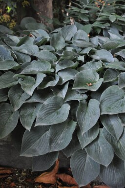 Hosta tardiana 'Halcyon' Blåfunkia 5-10 i kruka P9