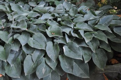 Hosta tardiana 'Halcyon' Blåfunkia 5-10 i kruka P9