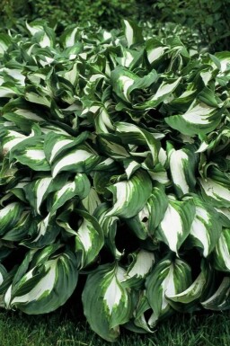 Broget Hosta Hosta undulata 'Mediovariegata' 5-10 potte P9