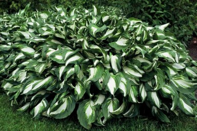 Broget Hosta Hosta undulata 'Mediovariegata' 5-10 potte P9