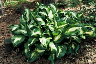 Broget Hosta Hosta undulata 'Mediovariegata' 5-10 potte P9