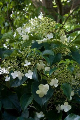 Hydrangea anomala subsp. petiolaris Klätterhortensia buske 40-50 i kruka C2