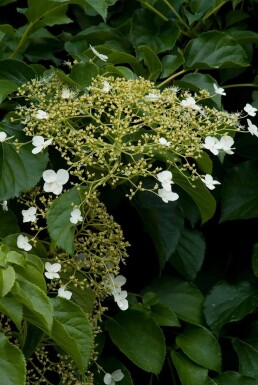 Hydrangea anomala subsp. petiolaris Klätterhortensia buske 40-50 i kruka C2