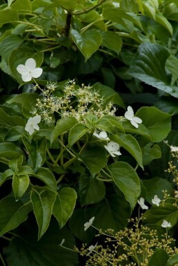 Hydrangea anomala subsp. petiolaris Klätterhortensia buske 40-50 i kruka C2