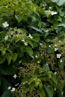 Hydrangea anomala subsp. petiolaris Klätterhortensia buske 40-50 i kruka C2