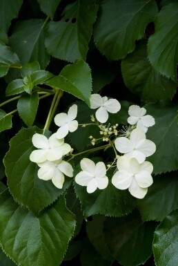 Hydrangea anomala subsp. petiolaris Klätterhortensia buske 40-50 i kruka C2