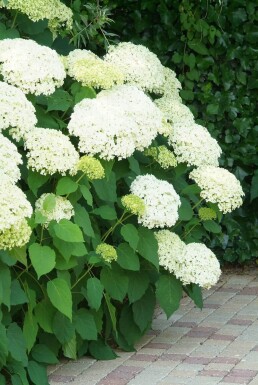 Schneeball-Hortensie Hydrangea arborescens 'Annabelle' Strauch 20-30 Topf 2 ltr. (C2)