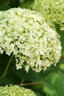 Hortensia Hydrangea arborescens 'Annabelle' Struik 20-30 Pot C2