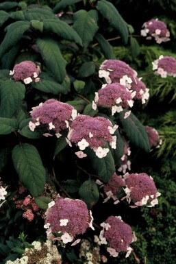 Hydrangea aspera 'Macrophylla' Strävhortensia buske 30-40 i kruka C3