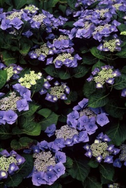 Hydrangea macrophylla 'Blaumeise' Hortensia buske 20-30 i kruka C2