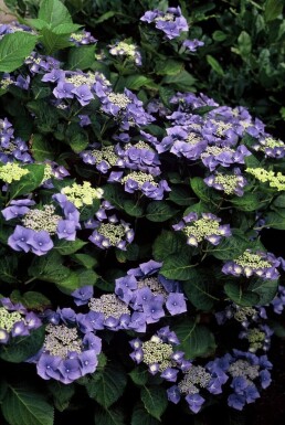 Hydrangea macrophylla 'Blaumeise' Hortensia buske 20-30 i kruka C2