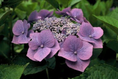 Hydrangea macrophylla 'Blaumeise' Hortensia buske 20-30 i kruka C2