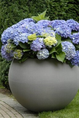 Hydrangea macrophylla 'Forever & Ever® Blue' Hortensia buske 30-40 i kruka C5