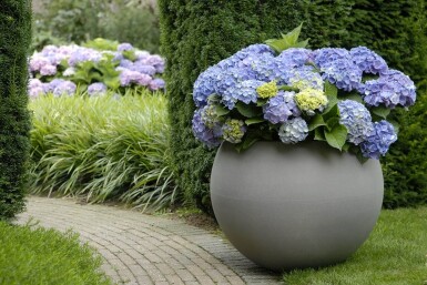 Hydrangea macrophylla 'Forever & Ever® Blue' Hortensia buske 30-40 i kruka C5