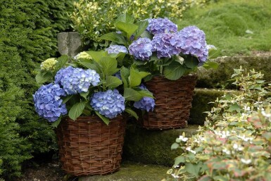 Hydrangea macrophylla 'Forever & Ever® Blue' Hortensia buske 30-40 i kruka C5