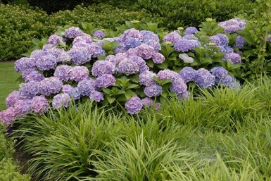 Hydrangea macrophylla 'Forever & Ever® Blue' Hortensia buske 30-40 i kruka C5