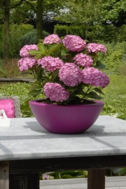 Hydrangea macrophylla 'Forever & Ever® Pink' Hortensia buske 30-40 i kruka C5