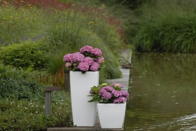 Hydrangea macrophylla 'Forever & Ever® Pink' Hortensia buske 30-40 i kruka C5