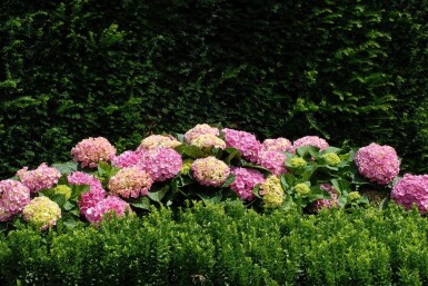 Hydrangea macrophylla 'Forever & Ever® Pink' Hortensia buske 30-40 i kruka C5