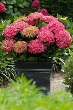 Hydrangea macrophylla 'Forever & Ever® Red' Hortensia buske 30-40 i kruka C5