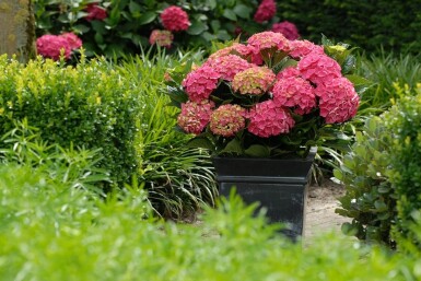 Hydrangea macrophylla 'Forever & Ever® Red' Hortensia buske 30-40 i kruka C5