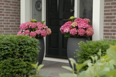 Hydrangea macrophylla 'Forever & Ever® Red' Hortensia buske 30-40 i kruka C5