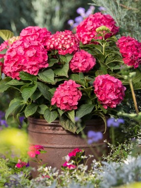 Endless Summer Hortensia Hydrangea macrophylla 'Summer Love Red' Struik 10-15 Pot C1,5