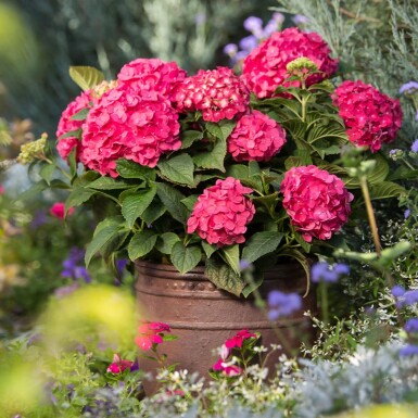 Ballhortensie Endless Summer Hydrangea macrophylla 'Summer Love Red' Strauch 10-15 Topf 1,5 ltr. (C1