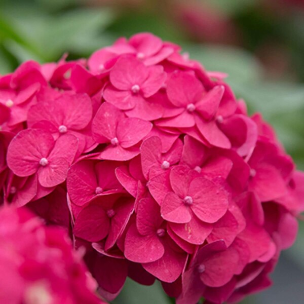 Hydrangea macrophylla 'Summer Love Red'