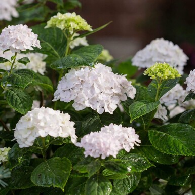 Almindelig hortensia Hydrangea macrophylla 'The Bride' busk 10-15 potte C1,5