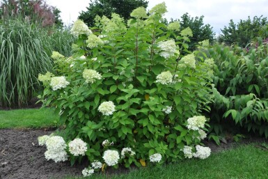 Hydrangea paniculata 'Limelight' Vipphortensia buske 30-40 i kruka C10