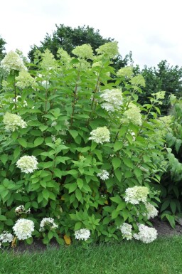 Hydrangea paniculata 'Limelight' Vipphortensia buske 30-40 i kruka C10