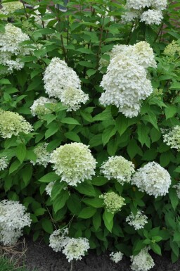 Hydrangea paniculata 'Limelight' Vipphortensia buske 30-40 i kruka C10