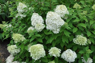 Hydrangea paniculata 'Limelight' Vipphortensia buske 30-40 i kruka C10