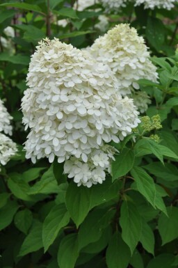 Hydrangea paniculata 'Limelight' Vipphortensia buske 30-40 i kruka C10