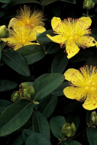 Hypericum calycinum