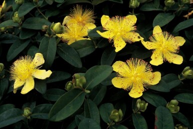 Hypericum calycinum Prakthyperikum 5-10 i kruka P9