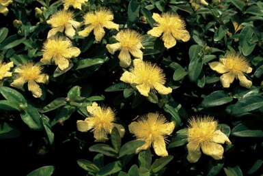 Hypericum calycinum Prakthyperikum 5-10 i kruka P9