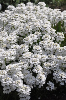 Snepude Iberis sempervirens 'Snowflake' 5-10 potte P9